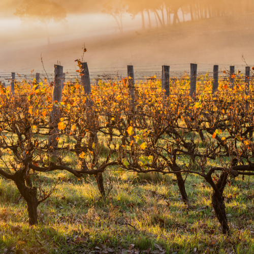MARGARET RIVER 2026