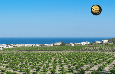 Estate Argyros wins IWSC Old Vine Trophy 