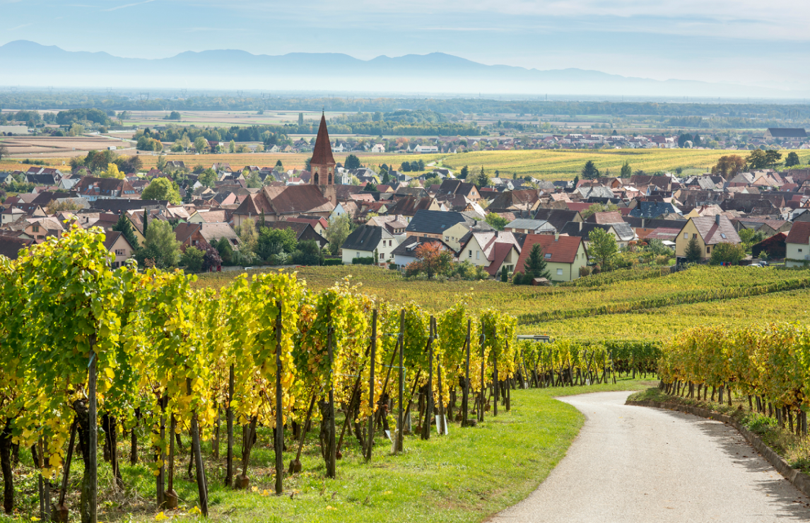 Top 8 Wines from Alsace – picked by the IWSC experts, in partnership with CIVA