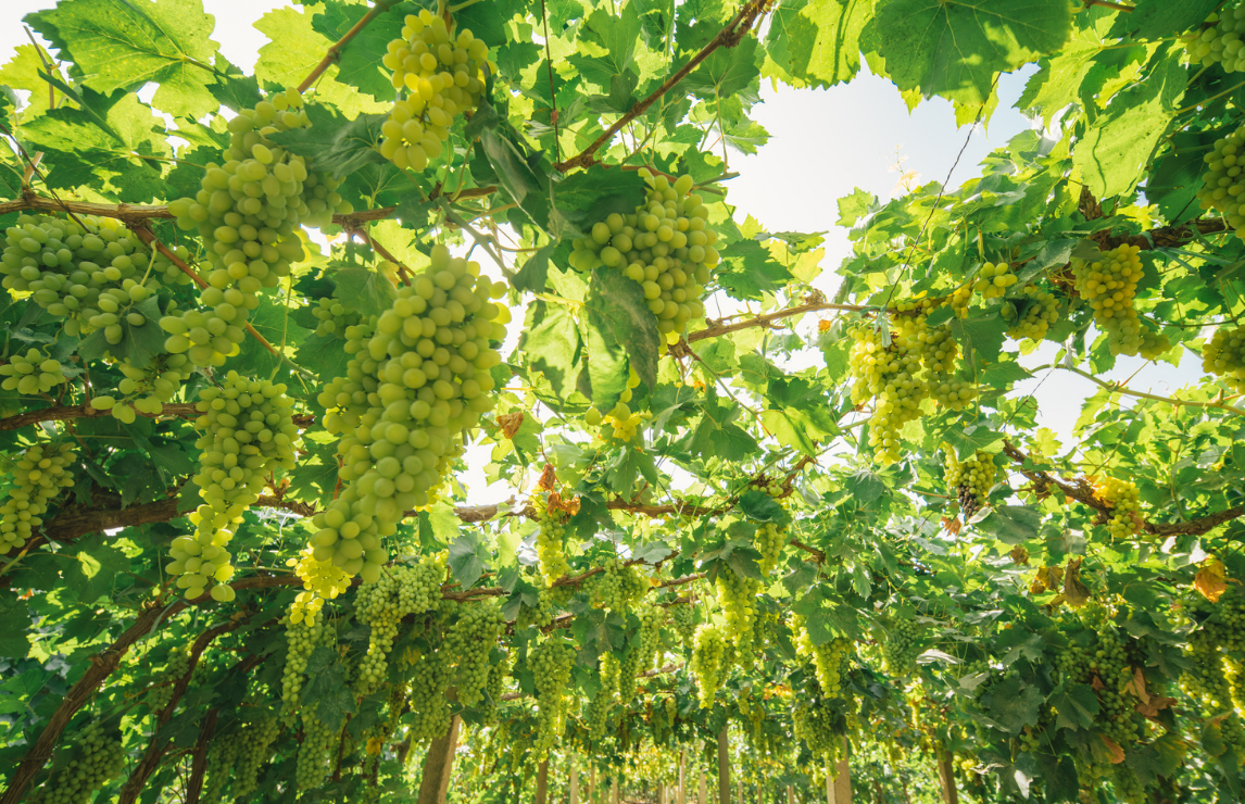 Tenuta Baiocchi, vin rouge