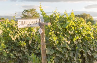 Top 15 Chardonnay from the IWSC 2020