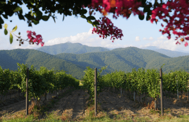 Georgia’s Winemaking Heritage: A Story of Tradition and Innovation