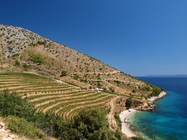 Top 5 Croatian wines