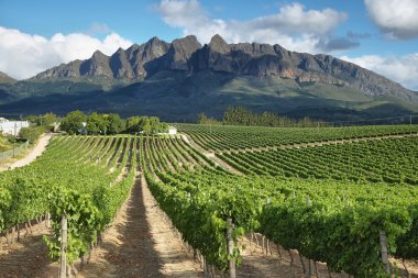 South African Wine: competing against the classics with its unbeatable value