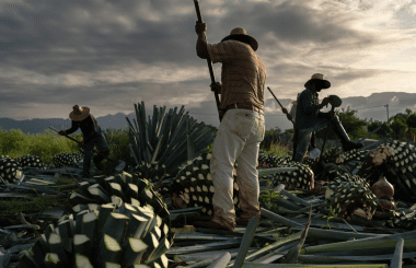 Mezcal's Many Faces