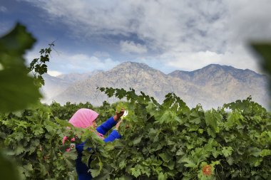 Wine Discovery 2019: Ningxia Jade Vineyard Winery