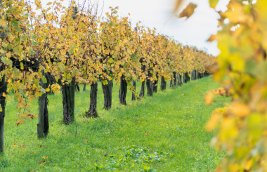 Overview of The Old Vine Conference field trip