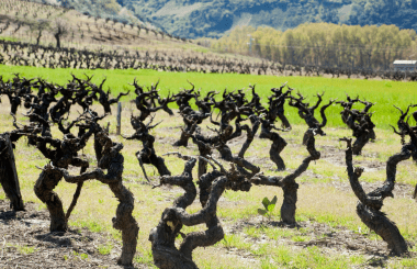 Shortlist for IWSC's Old Vine Trophy announced