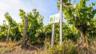 Top organic wines