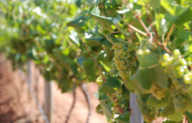 Top Chenin Blancs as voted by our judges