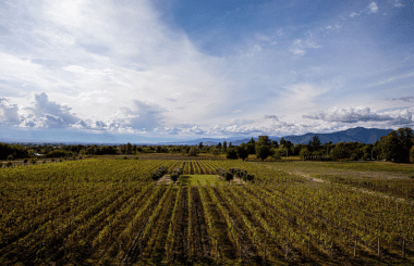 Georgia: discover what our judges got up to during our recent wine judging in Georgia