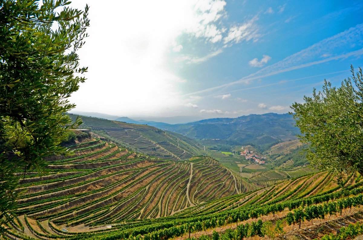 Douro Valley - Vineyards near Pinhao, Portugal.jpg
