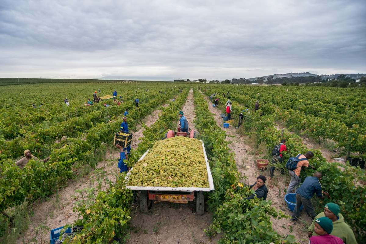 StellenrustHarvest_32.jpg