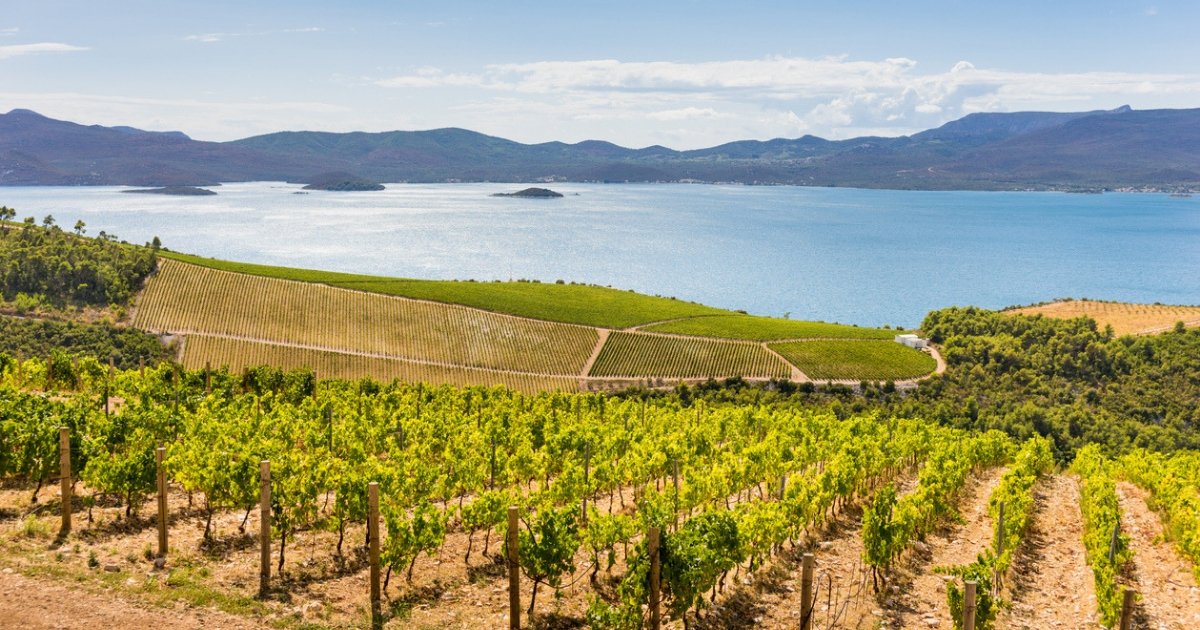 Vineyards on Dalmatian coast.jpg