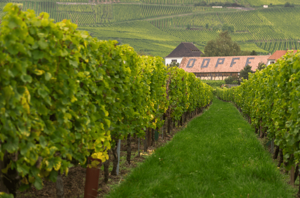 dopff-au-moulin-vignes.png