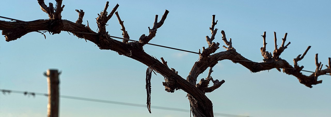 dorrien-estate-vines.jpg