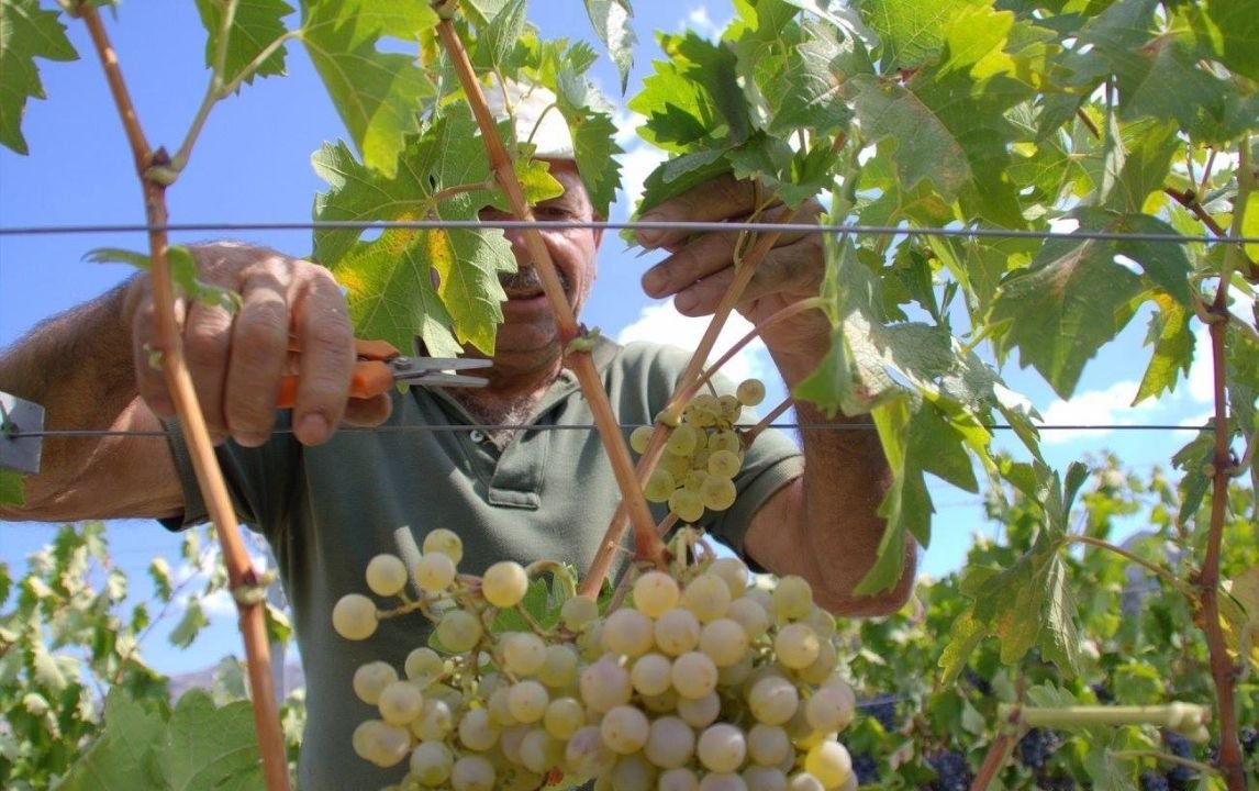 harvesting-at-kamanterena.jpg