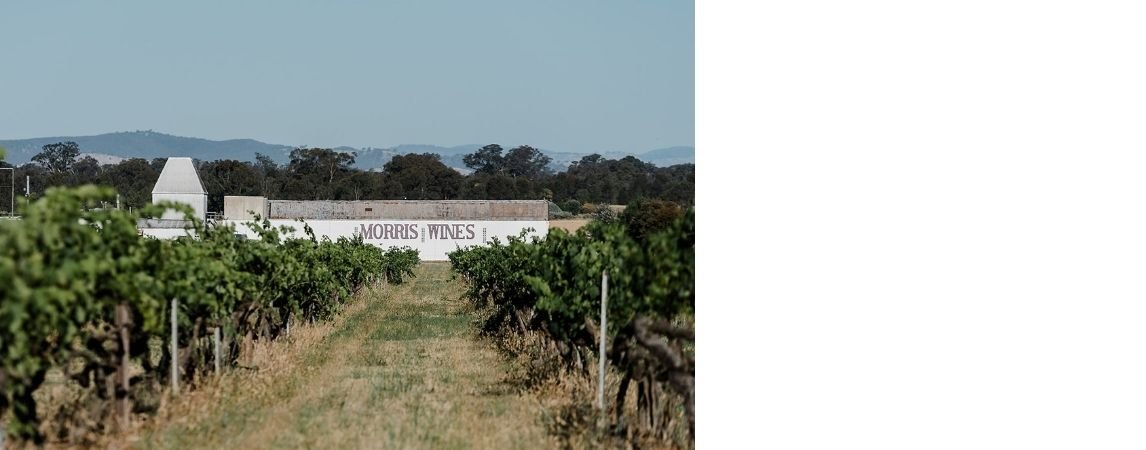 morris-wines-vineyard.jpg