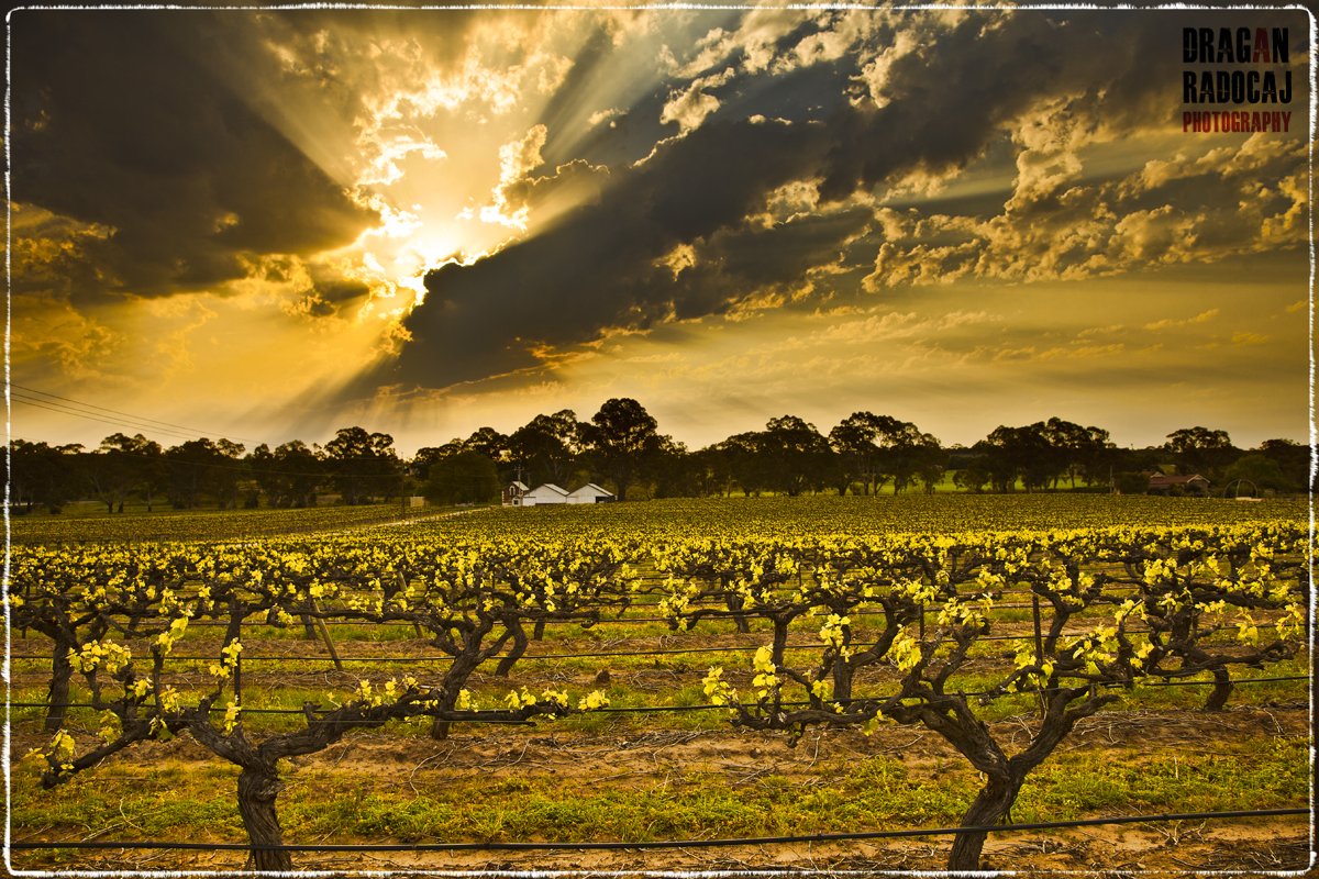 wolf-blass-vineyards-medlands-estate.jpg